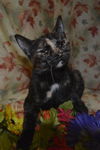Arya the Tortie Kitten
