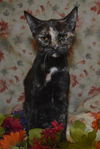 Arya the Tortie Kitten