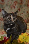 Arya the Tortie Kitten