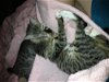 Prissy the Scoop & Cuddle Kitten