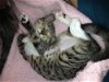 Prissy the Scoop & Cuddle Kitten