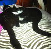 Mikey & Laney the Bonded for Life Siblings