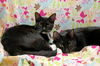 Mikey & Laney the Bonded for Life Siblings