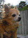 Whimsy the Miracle Dog
