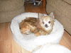 Whimsy the Miracle Dog