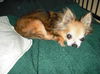 Whimsy the Miracle Dog
