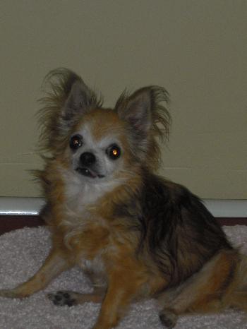 Whimsy the Miracle Dog