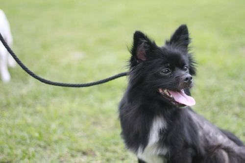 Luca the Loving Papillon