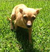 Sandi the Sweet Chihuahua