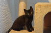 Axle the Gentle Giant Kitten