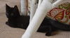 Axle the Gentle Giant Kitten
