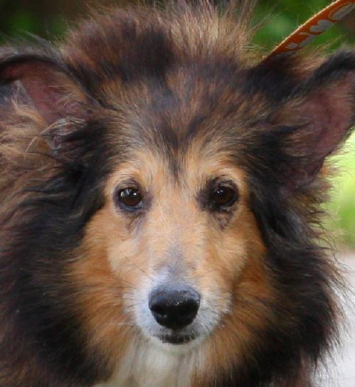 Nestle the Sweet Sheltie