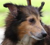 Nestle the Sweet Sheltie