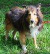 Nestle the Sweet Sheltie