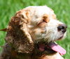 Kobo the Cocker Spaniel