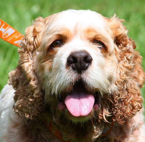 Kobo the Cocker Spaniel