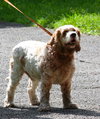 Kobo the Cocker Spaniel