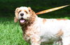 Kobo the Cocker Spaniel