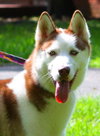 Jor-El the Super Dog