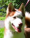 Jor-El the Super Dog