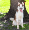 Jor-El the Super Dog