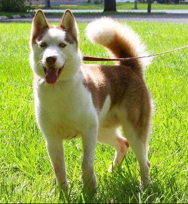 Jor-El the Super Dog