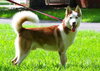 Jor-El the Super Dog