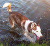 Jor-El the Super Dog