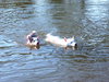 Jor-El the Super Dog
