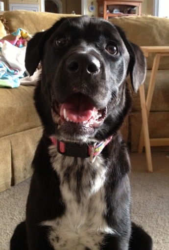 Savannah the Lab Mix