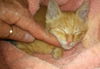 Opie the Kitten