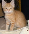 Opie the Kitten