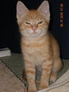 Opie the Kitten