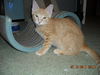 Opie the Kitten