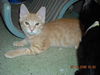 Opie the Kitten