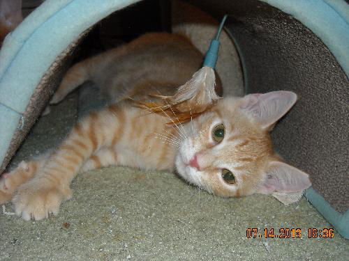 Opie the Kitten
