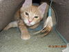 Opie the Kitten