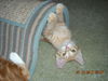 Opie the Kitten