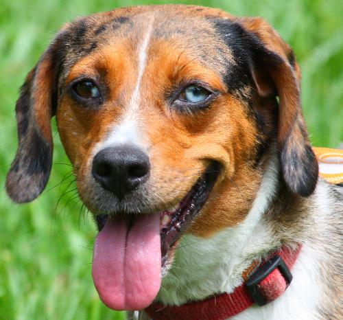 Lily the Lovely Catahoula