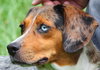 Lily the Lovely Catahoula