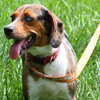 Lily the Lovely Catahoula