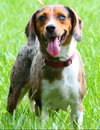 Lily the Lovely Catahoula