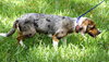 Lily the Lovely Catahoula