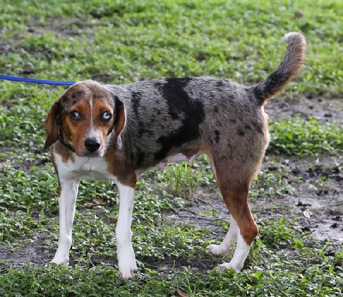 Catahoula beagle best sale mix size