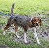 Lily the Lovely Catahoula