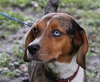 Lily the Lovely Catahoula