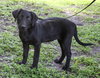 Raven the Puppy