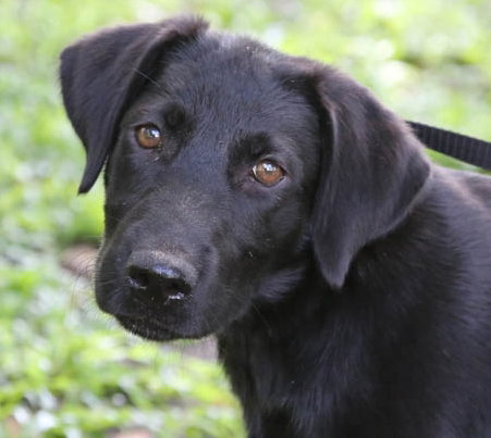 Raven the Puppy