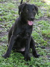 Raven the Puppy
