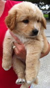 Merci the Fluffy Puppy